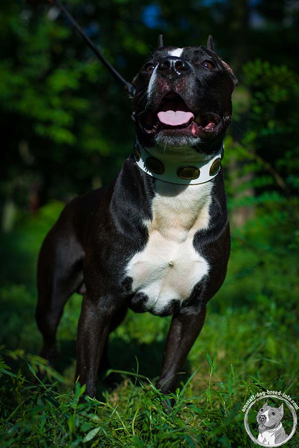 Gentle to touch Amstaff white leather collar