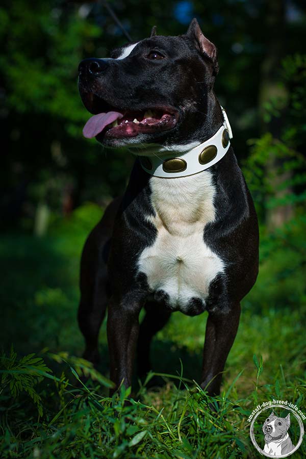 White Amstaff collar with riveted oval plates