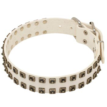 Studded White Leather Dog Collar for Amstaff