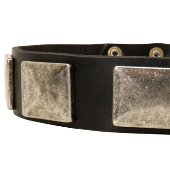 Wide Leather Amstaff Collar for Walking