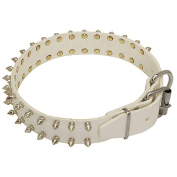 Fashion White Collar for Amstaff