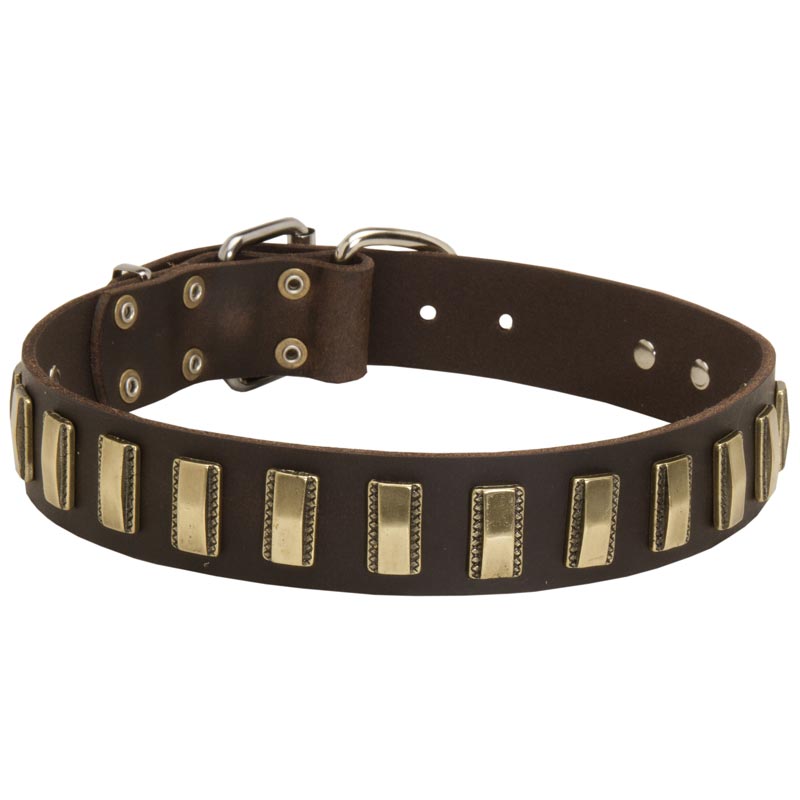 Leather Amstaff Collar with Awesome Brass Plates