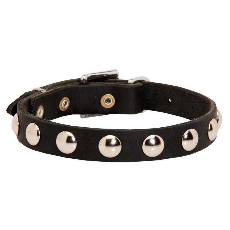 Beautiful Leather Amstaff Collar Decorated with Half-Ball Studs