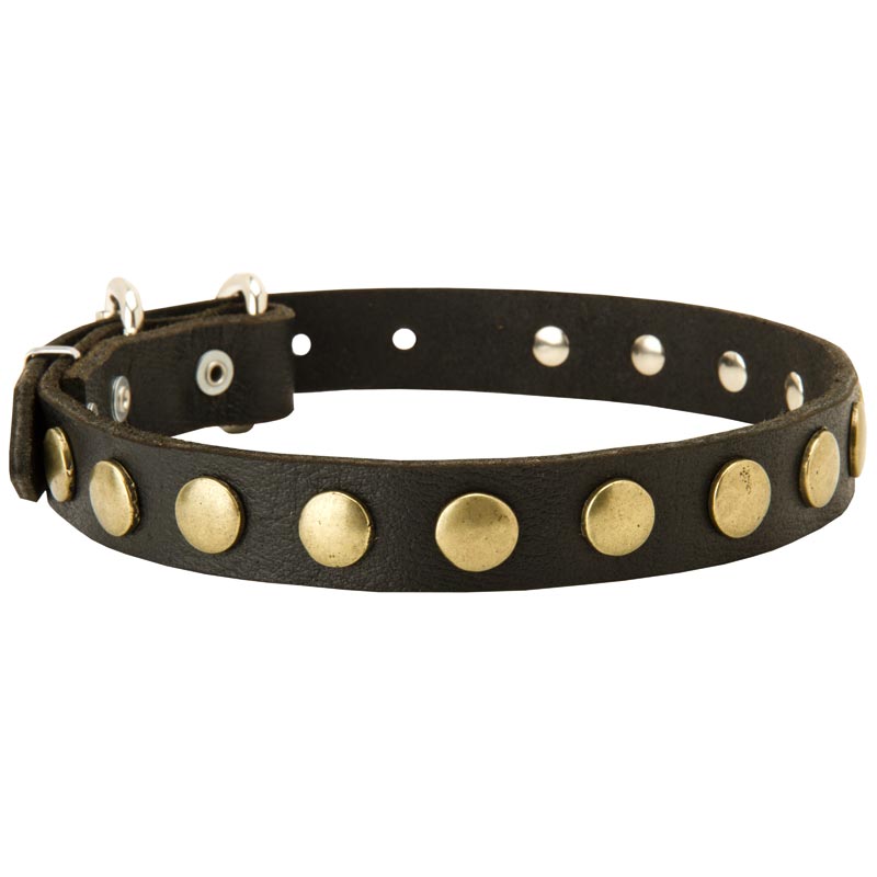 Leather Amstaff Collar with Brass Circles for Fashionable Walking