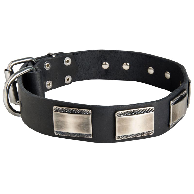 Leather Amstaff Collar Massive Nickel Plates