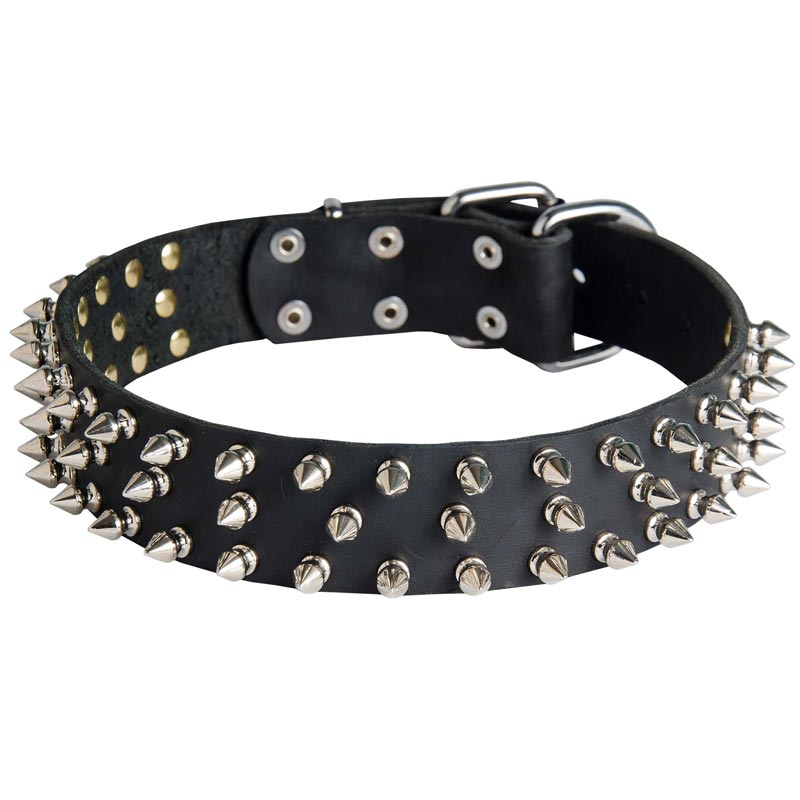 Leather Amstaff Collar with 3 Rows of Nickel Spikes