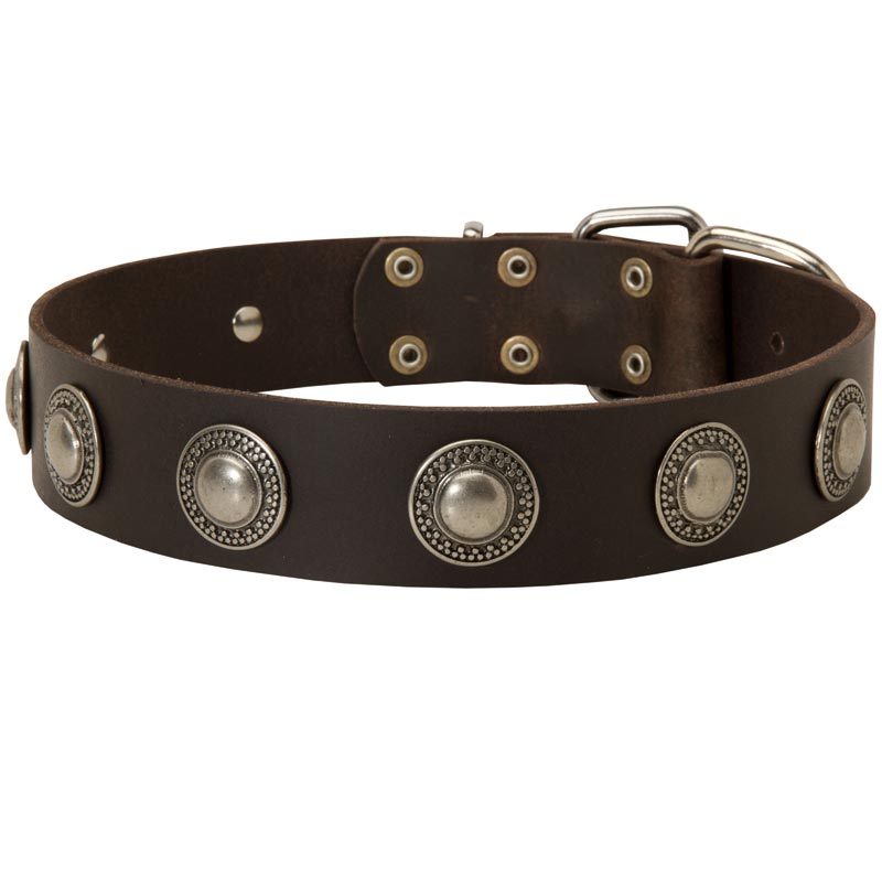 Leather Amstaff Collar Decorated with Silver Conchos