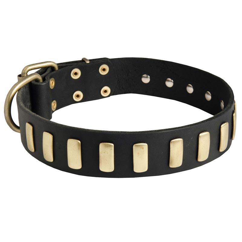 Fancy Leather Amstaff Collar with Brass Plates