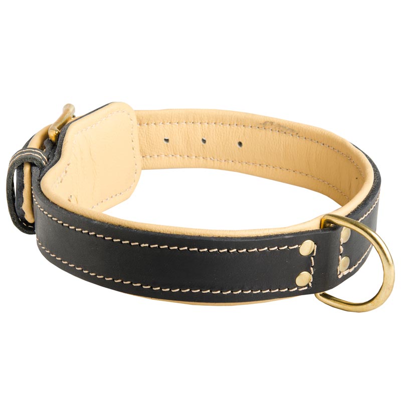 Padded Leather Amstaff Collar