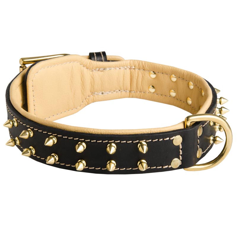 Royal Leather Amstaff Collar Spiked Padded with Nappa Leather - Click Image to Close