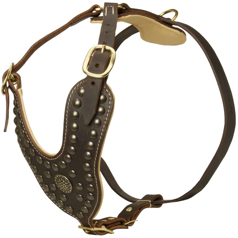 Royal Design Leather Amstaff Harness with Brass Studs