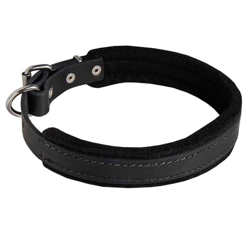 Padded Leather Amstaff Collar 25 mm for Dog Training
