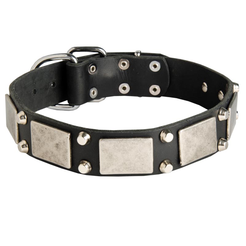 Leather Amstaff Collar Decorated with Nickel Cones and Plates