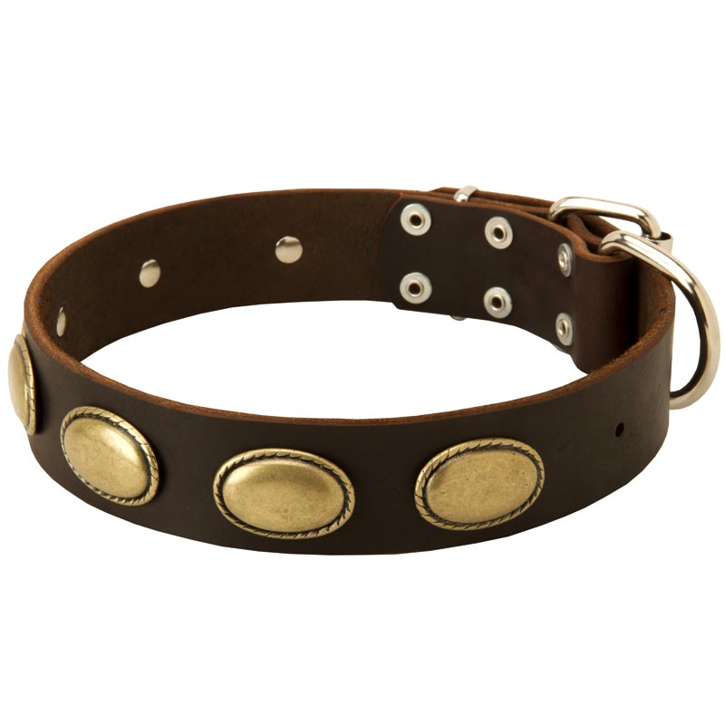 Designer Leather Amstaff Collar with Oval Plates