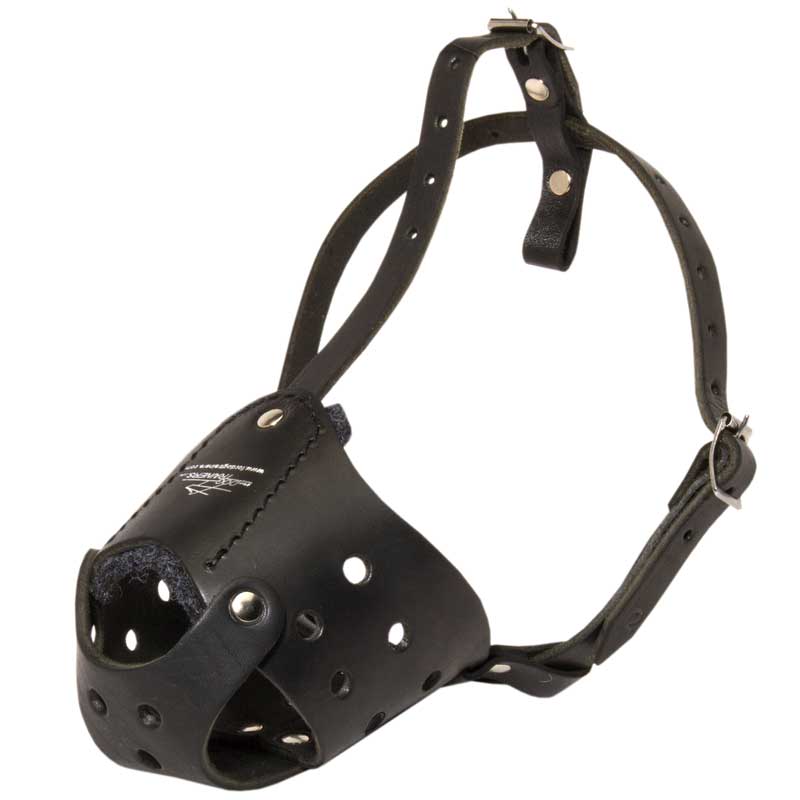 Everyday Leather Amstaff Muzzle for Training - Click Image to Close