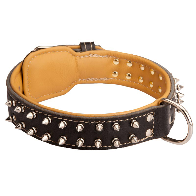Spiked Amstaff Collar Padded with Nappa Leather