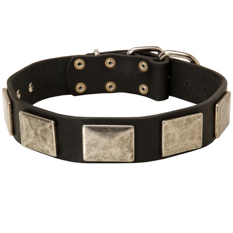 Leather Amstaff Collar with Large Nickel Plates