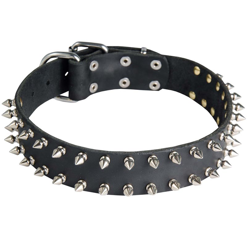 Leather Amstaff Collar with 2 Rows of Nickel Spikes