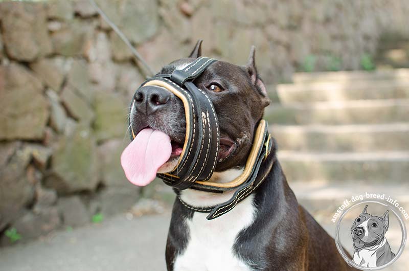 muzzle for american staffordshire terrier