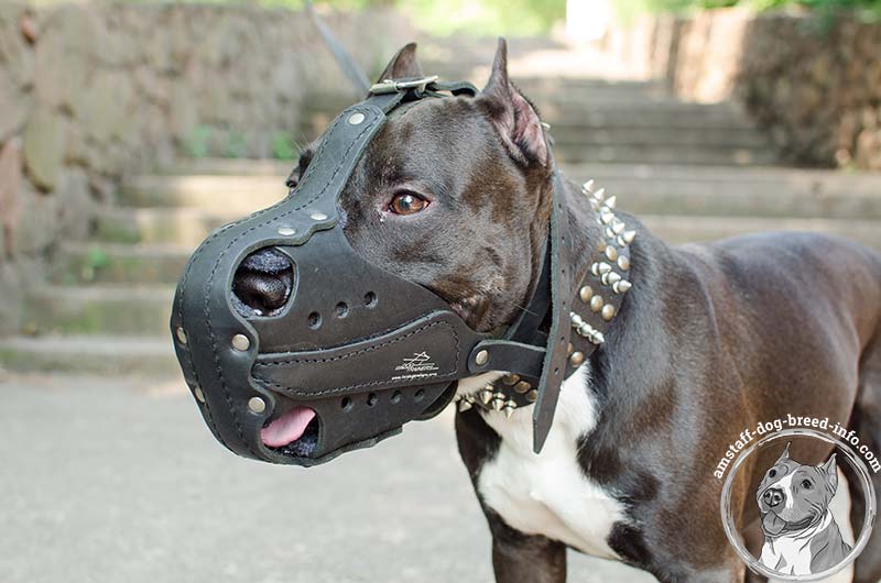 muzzle for american staffordshire terrier
