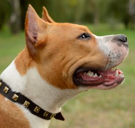 How to Choose a Dog Collar